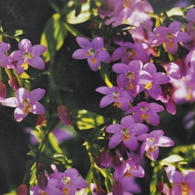 Buy Ainsworths Homeopathic and Bach Flower Remedies Online − UK Supplier
