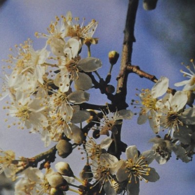Buy Ainsworths Homeopathic and Bach Flower Remedies Online − UK Supplier