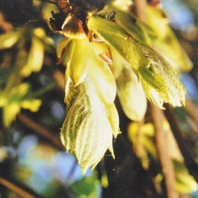 Buy Ainsworths Homeopathic and Bach Flower Remedies Online − UK Supplier