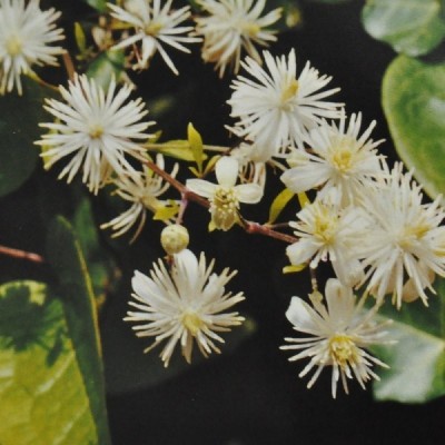 Buy Ainsworths Homeopathic and Bach Flower Remedies Online − UK Supplier