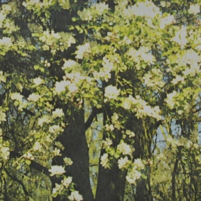 Buy Ainsworths Homeopathic and Bach Flower Remedies Online − UK Supplier