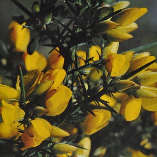Ainsworths Gorse Bach Remedy 10ml