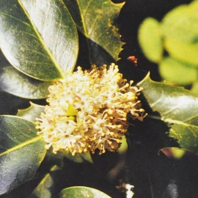 Buy Ainsworths Homeopathic and Bach Flower Remedies Online − UK Supplier