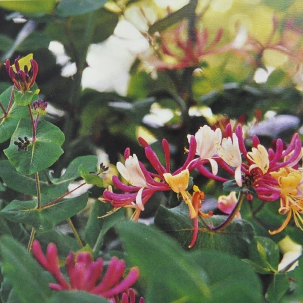 Ainsworths Honeysuckle Bach Remedy 10ml
