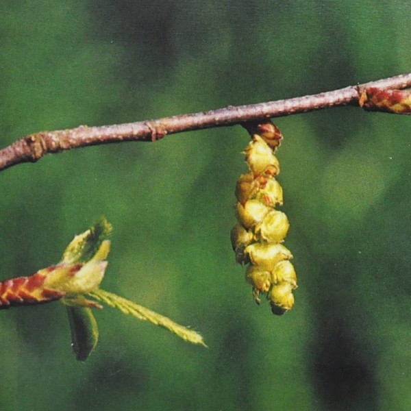 Ainsworths Hornbeam Bach Remedy 10ml