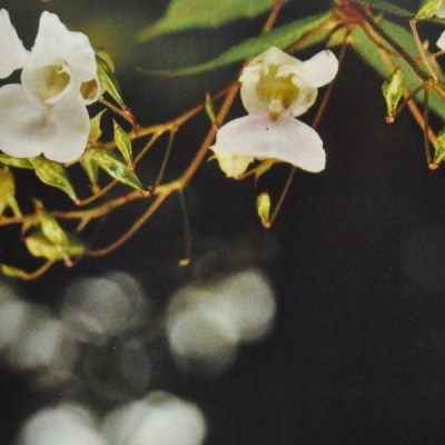 Buy Ainsworths Homeopathic and Bach Flower Remedies Online − UK Supplier