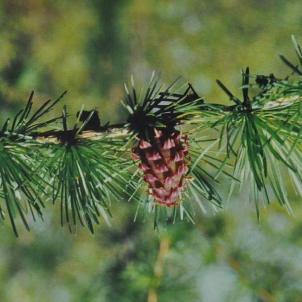 Ainsworths Larch Bach Remedy 10ml