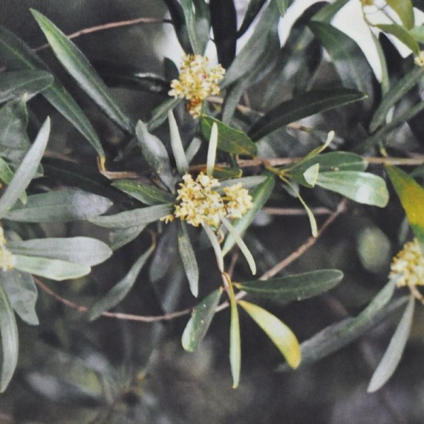 Ainsworths Olive Bach Remedy 10ml