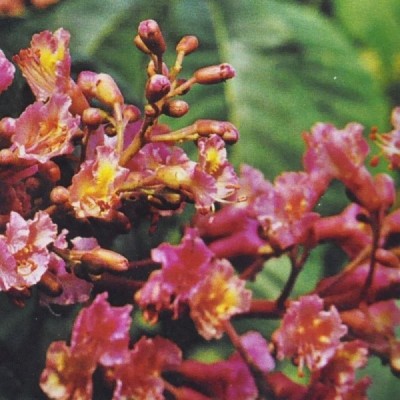 Buy Ainsworths Homeopathic and Bach Flower Remedies Online − UK Supplier
