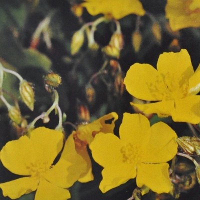 Buy Ainsworths Homeopathic and Bach Flower Remedies Online − UK Supplier
