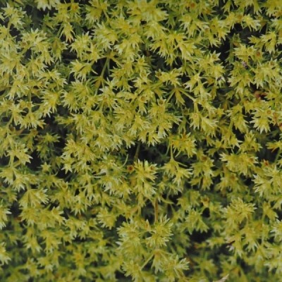 Buy Ainsworths Homeopathic and Bach Flower Remedies Online − UK Supplier
