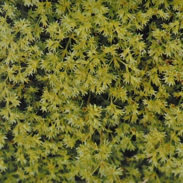 Ainsworths Scleranthus Bach Remedy 10ml
