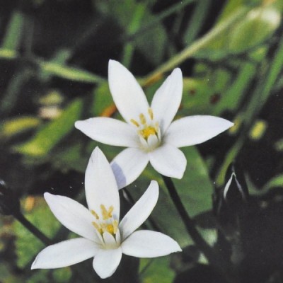Buy Ainsworths Homeopathic and Bach Flower Remedies Online − UK Supplier