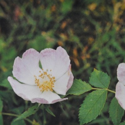 Buy Ainsworths Homeopathic and Bach Flower Remedies Online − UK Supplier