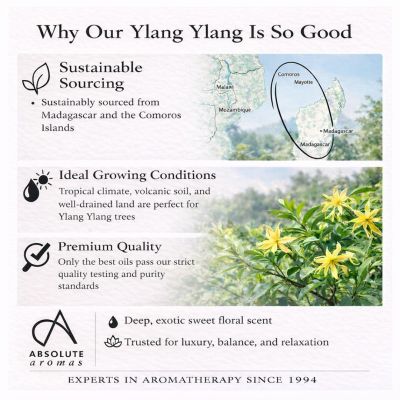 Absolute Aromas Ylang Ylang Oil 10ml
