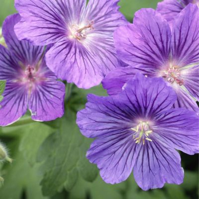 Absolute Aromas Geranium Egyptian Oil 10ml