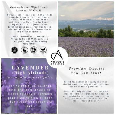 Absolute Aromas Lavender Oil (High Altitude) 30ml