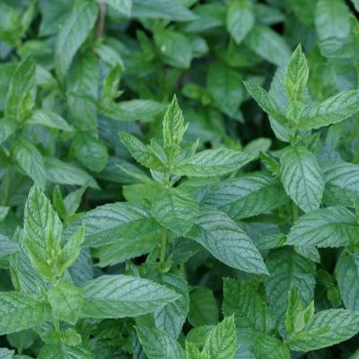 Absolute Aromas Peppermint (US) Oil 10ml