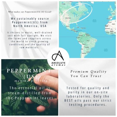 Absolute Aromas Peppermint (US) Oil 10ml