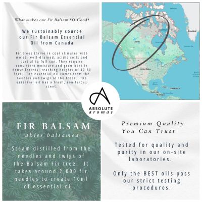 Absolute Aromas Fir Balsam Oil 10ml