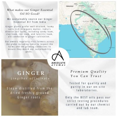 Absolute Aromas Ginger Oil 10ml
