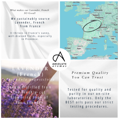 Absolute Aromas Lavender Oil (French) 10ml