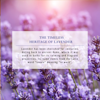 Absolute Aromas Lavender Oil (French) 10ml