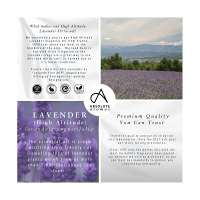 Absolute Aromas Lavender Oil (High Altitude) 10ml